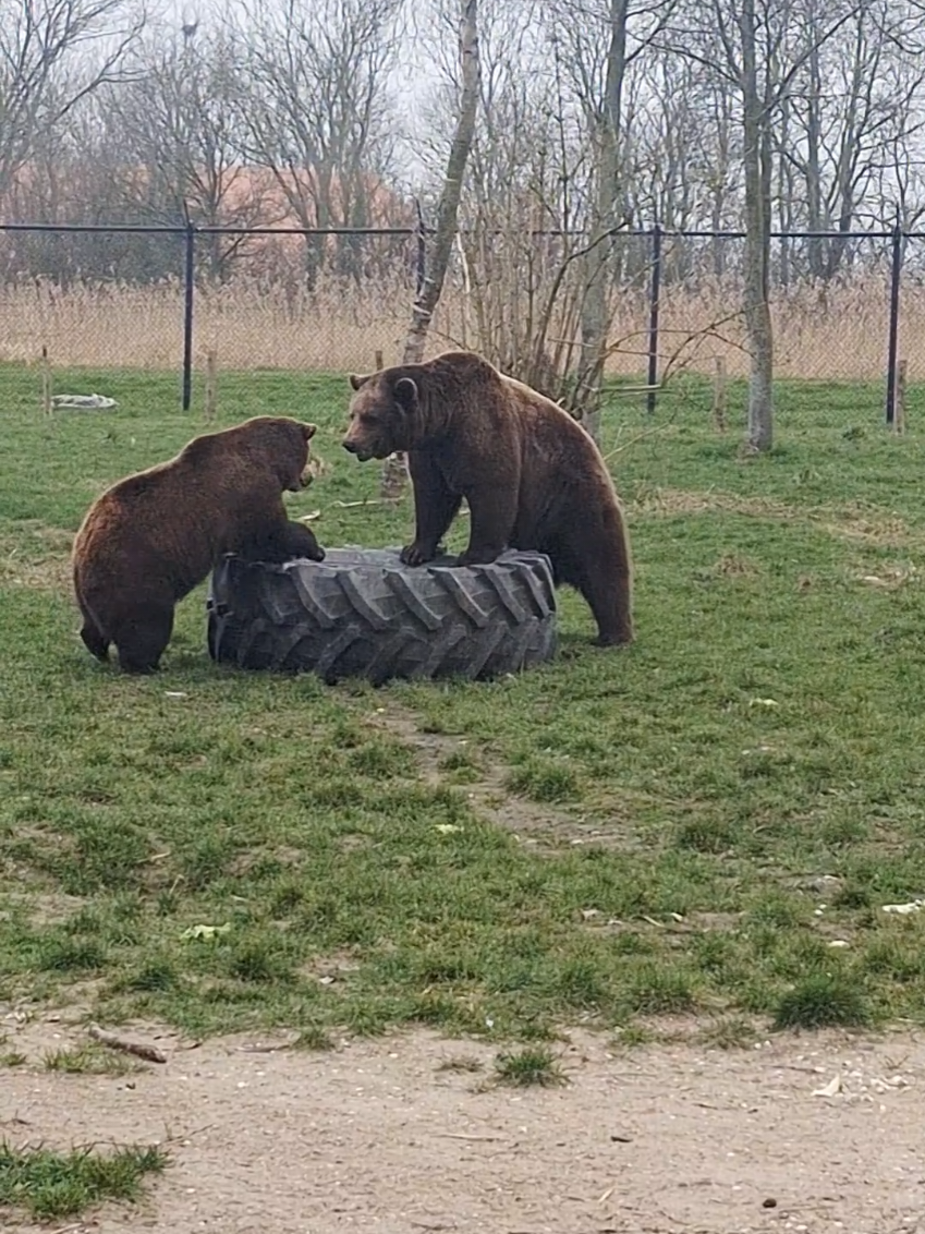@Dierenpark Hoenderdaell