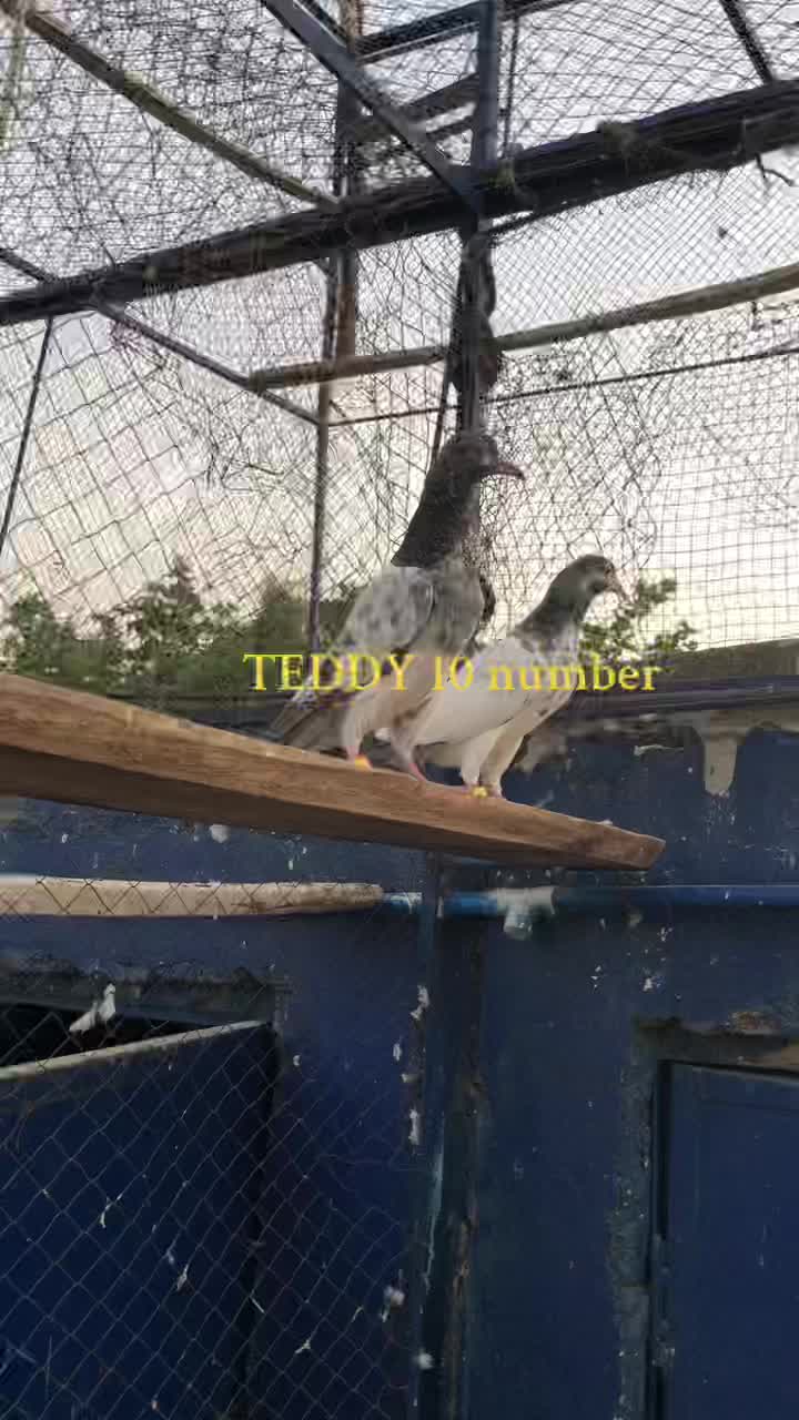 @Malik Shehzad