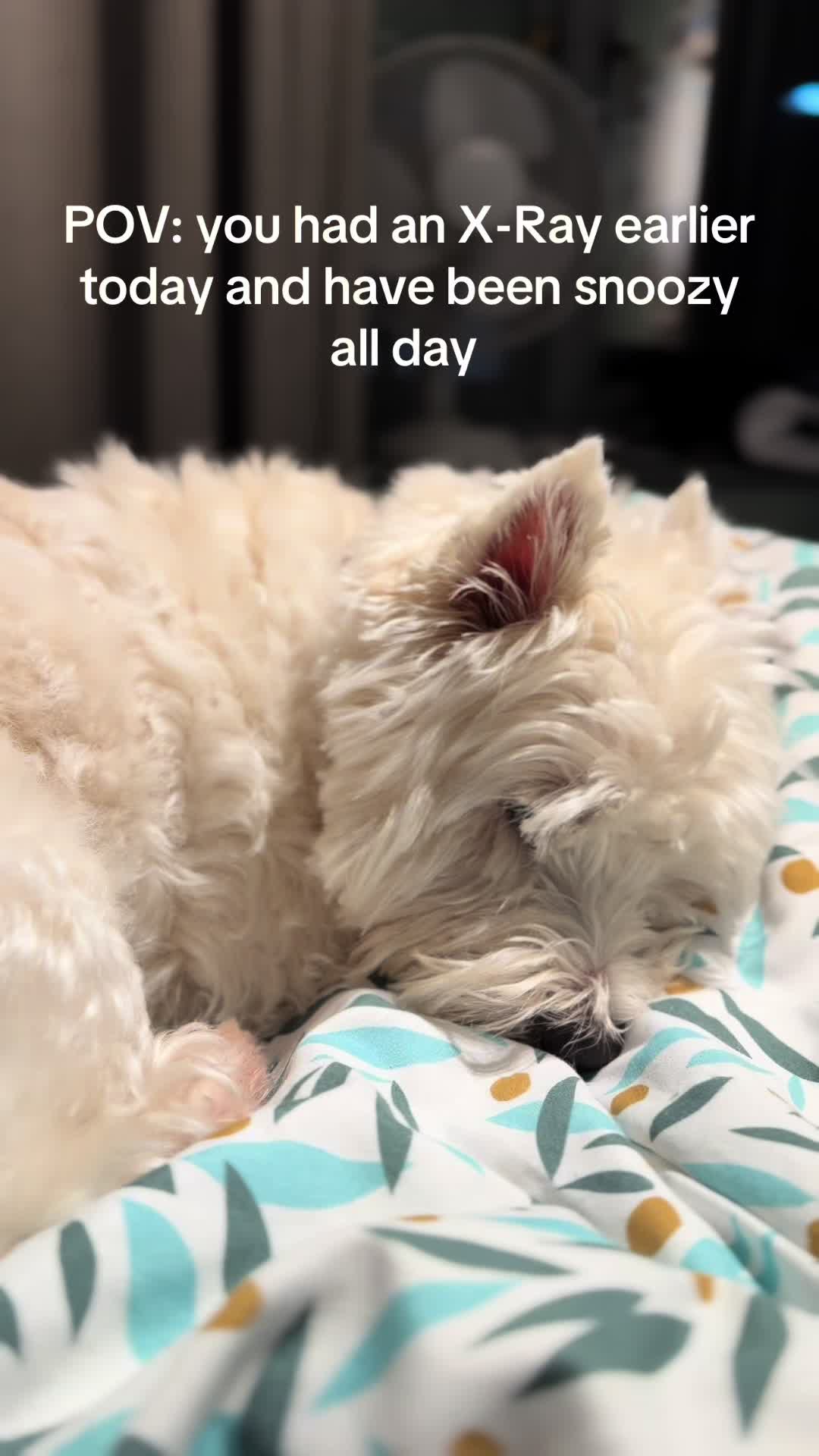 @Luna The Westie