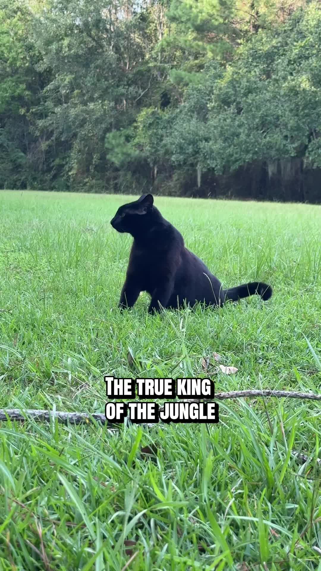 @Shiva The Forest Cat