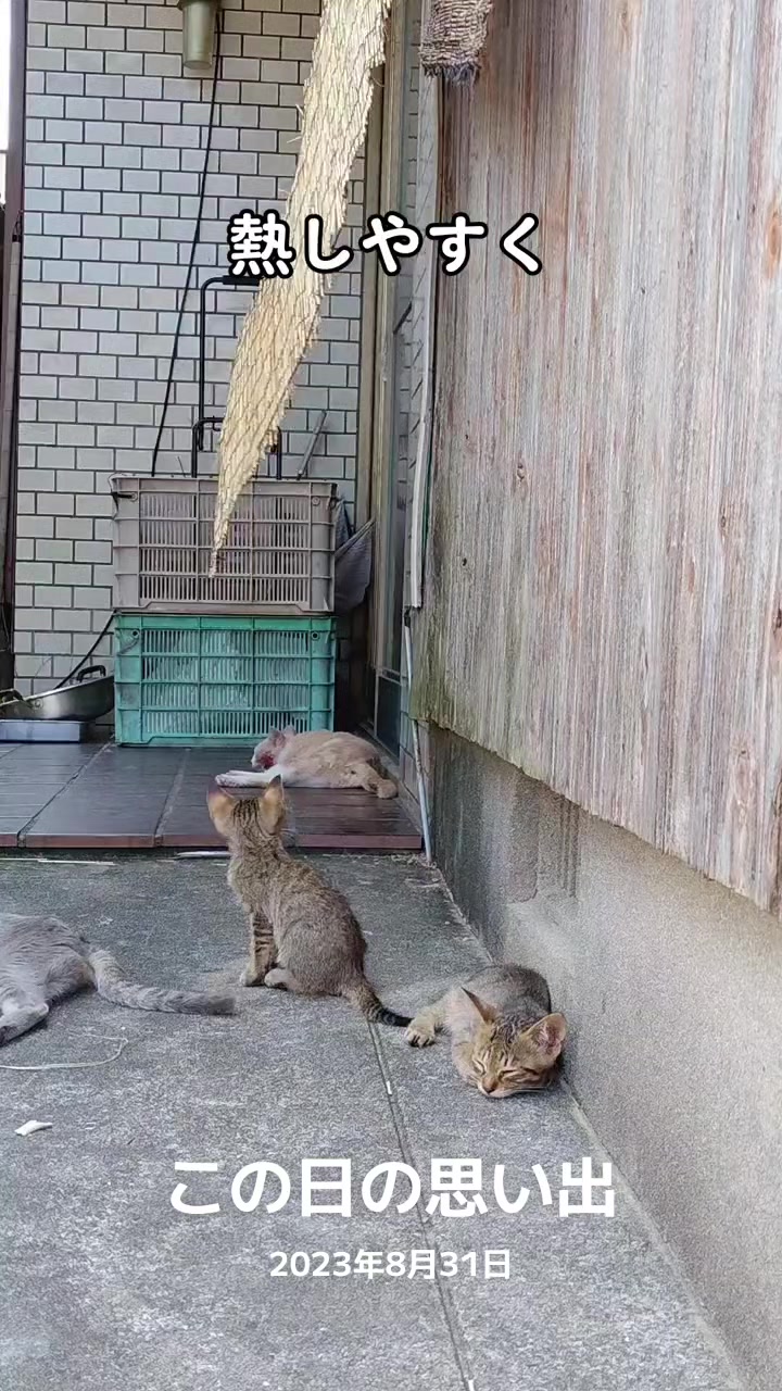 @猫写真家 森永健一