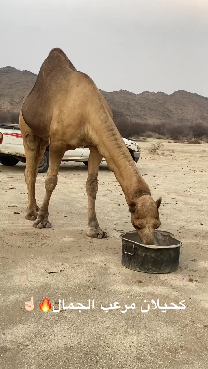 @سلطان الزهراني 702