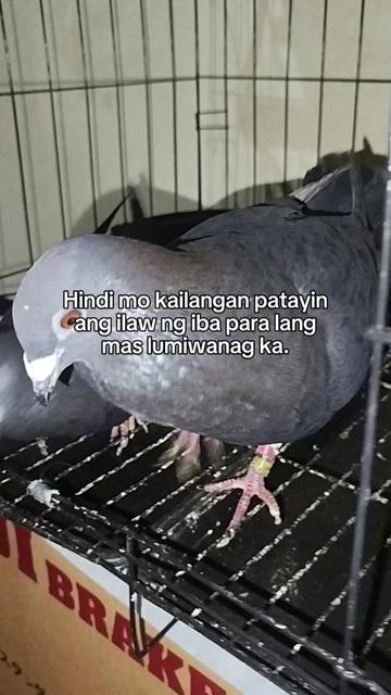 @KALAPATIDS SHOP 🕊️