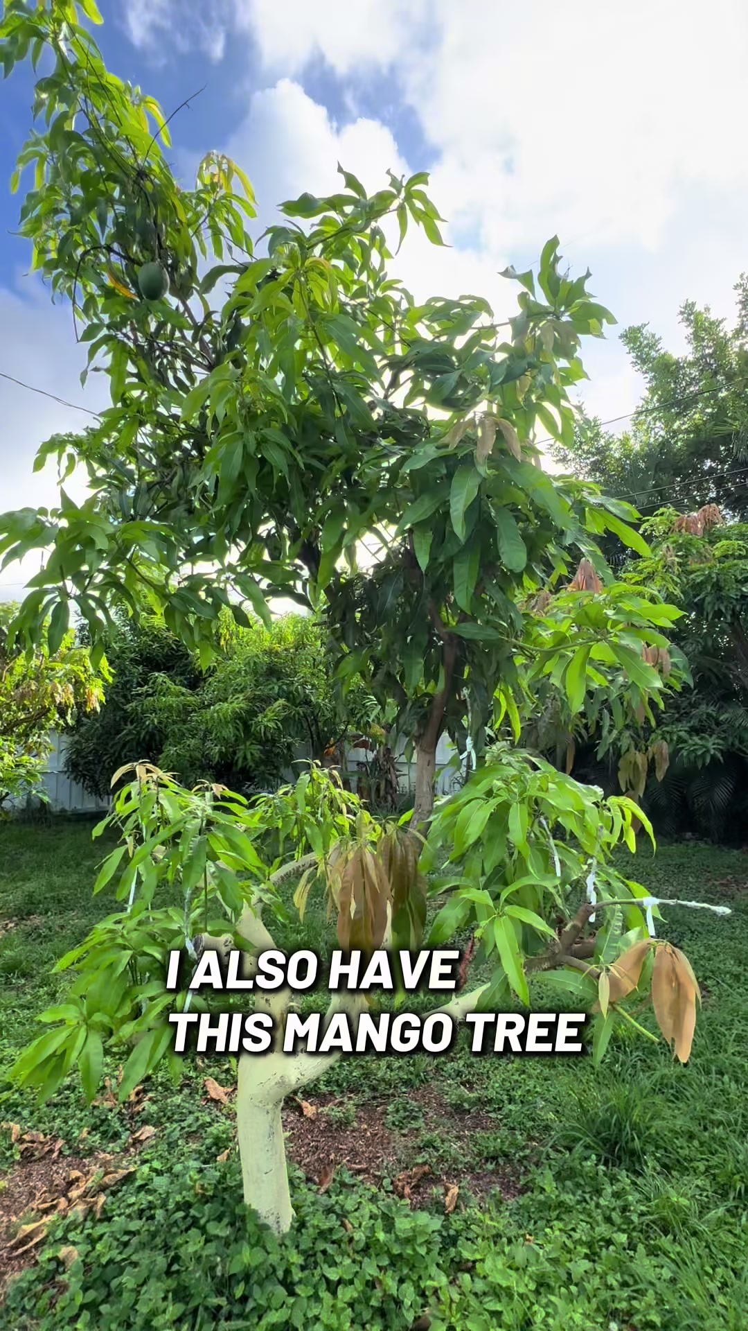@Fruitful Trees