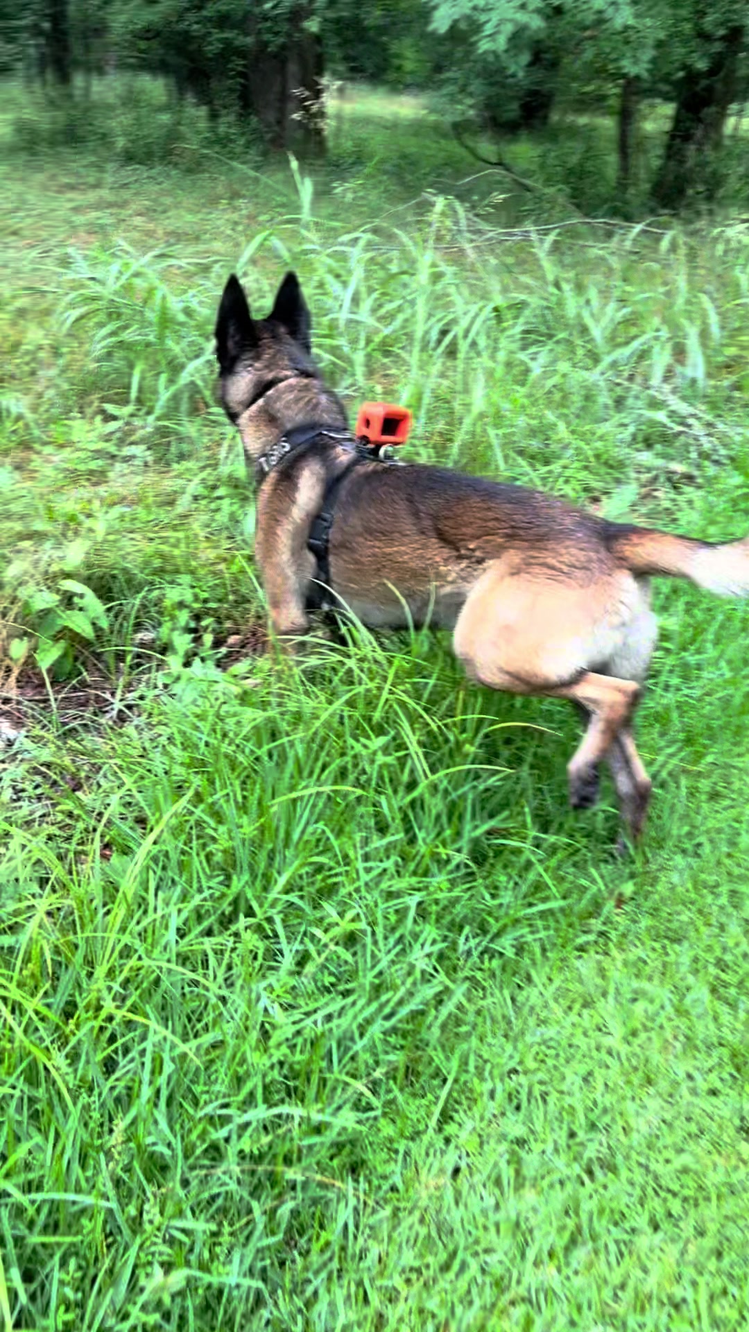 @Malinois Raptor
