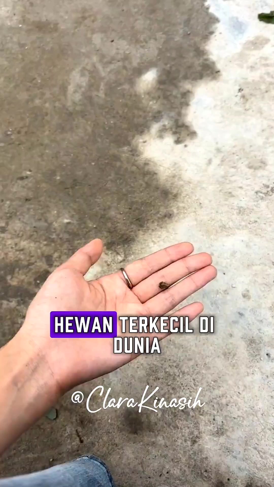 @Clara Kinasih AR