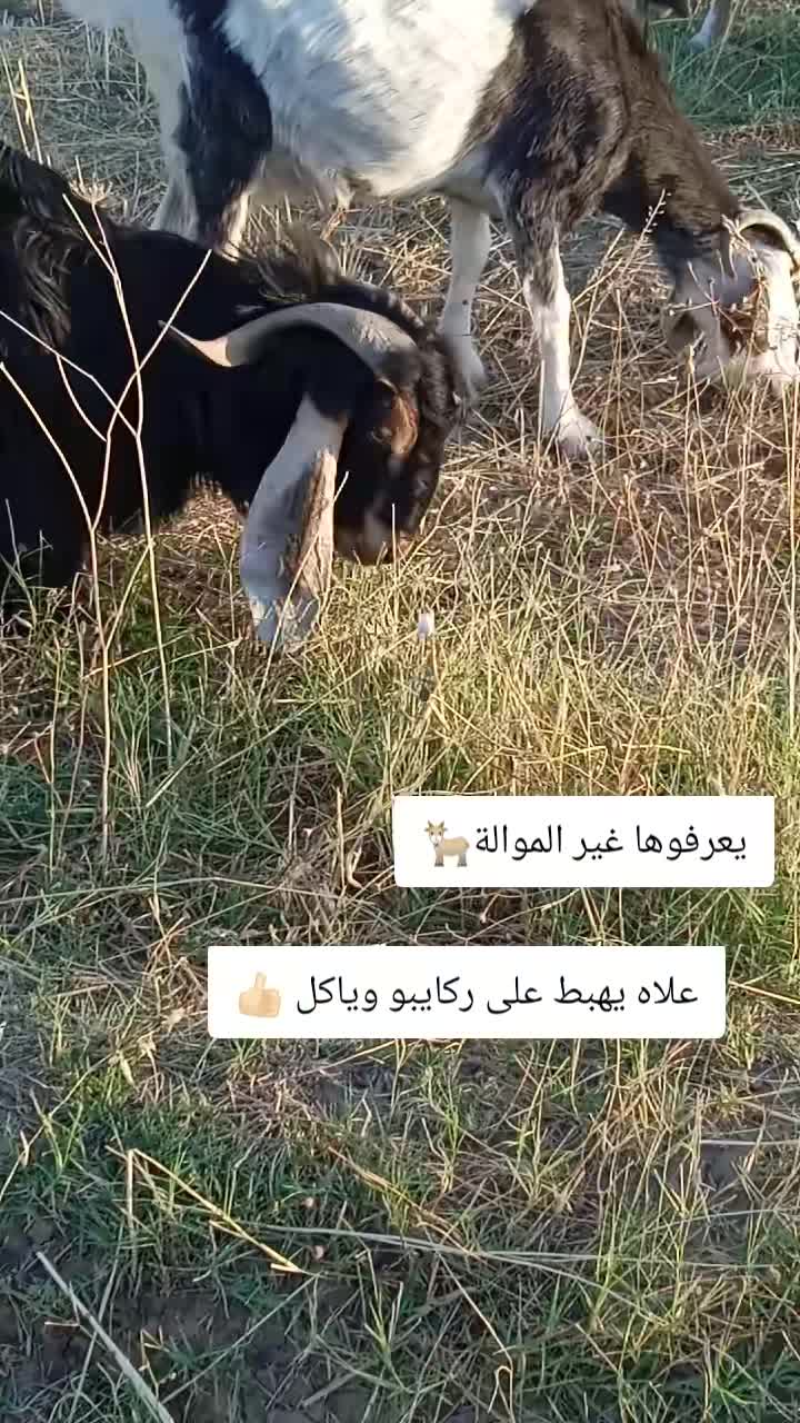 @الموالة اخالي الابقار