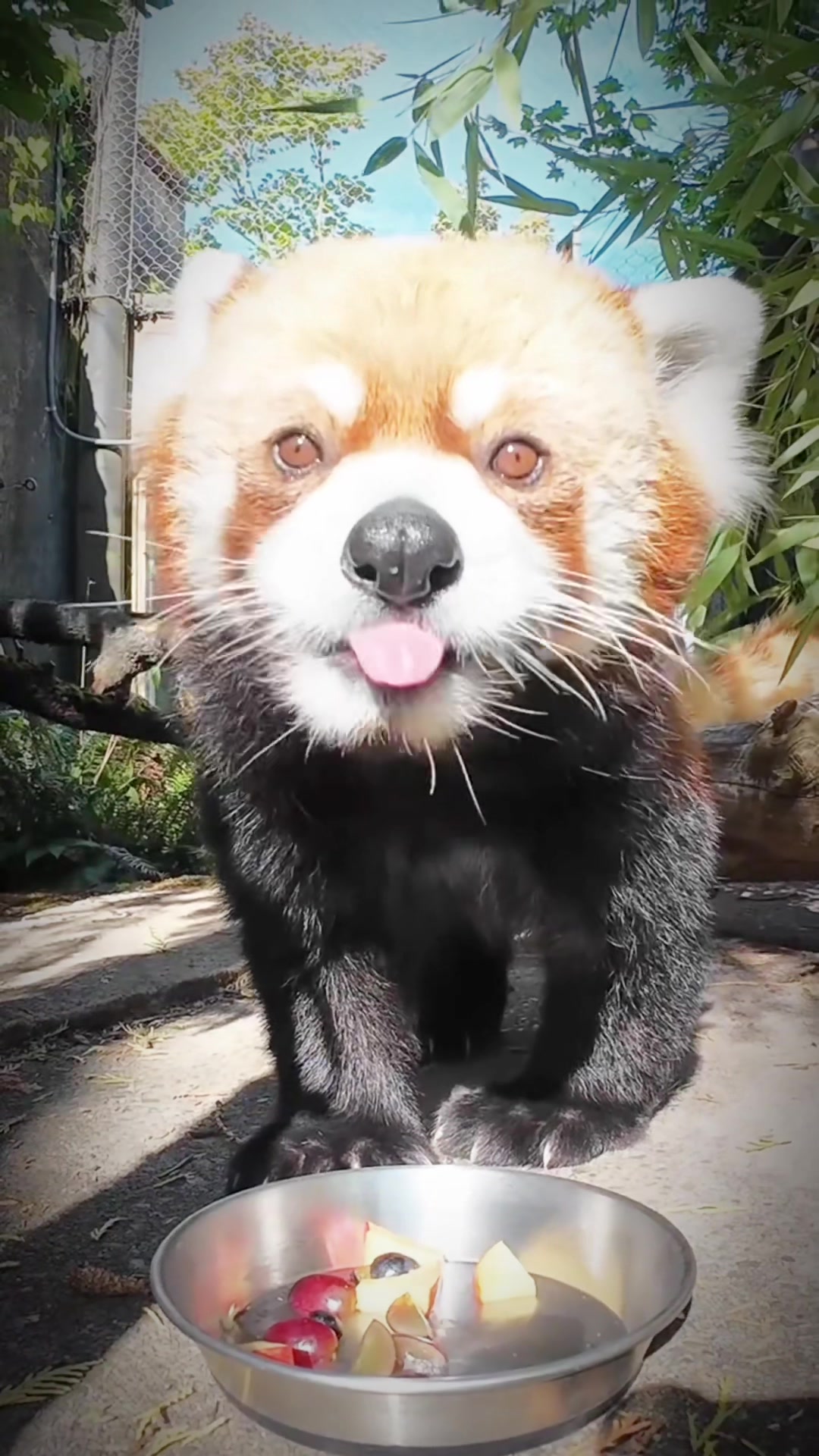 @auraful_animals