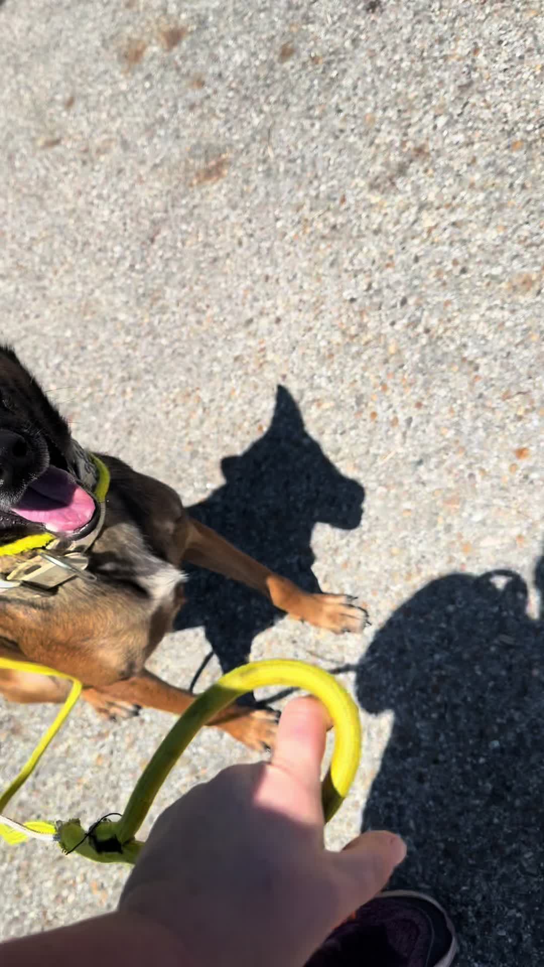 @the_crazy_k9_crew