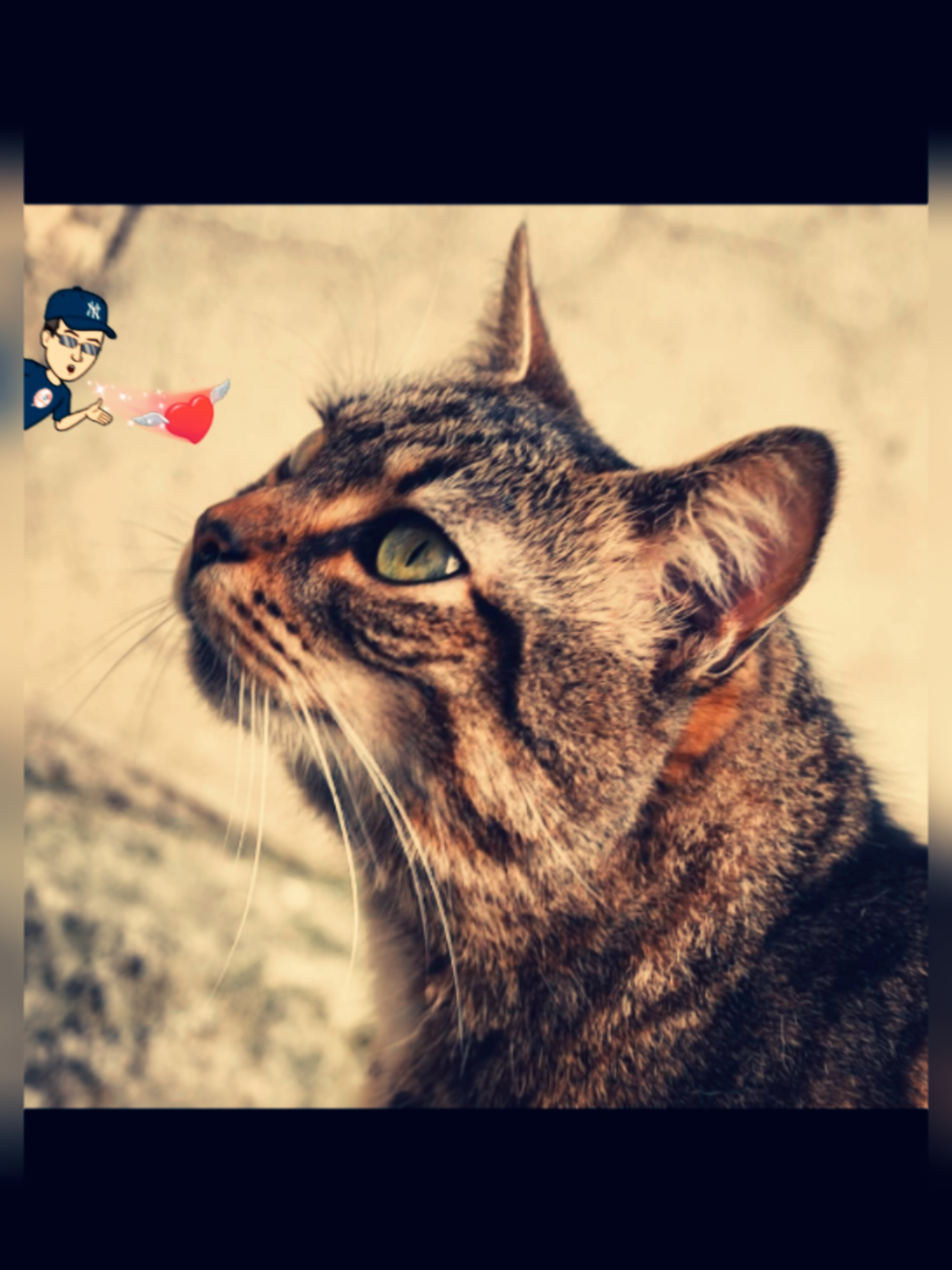 @RIMA et sa tribu 🐶🐱🐱🐱