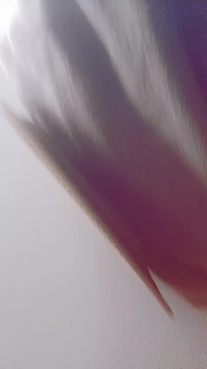 @Nopetsallowed