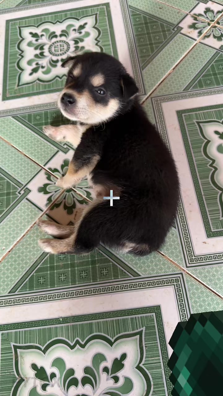 @Pet❤️🔥
