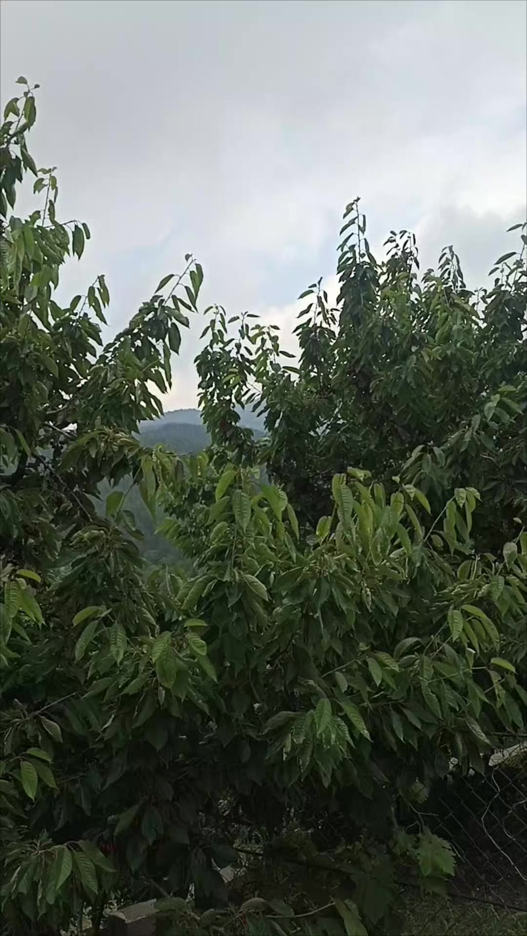 @Emrah Çevlik