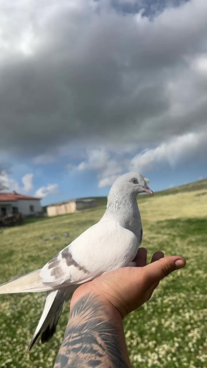 @Ömer