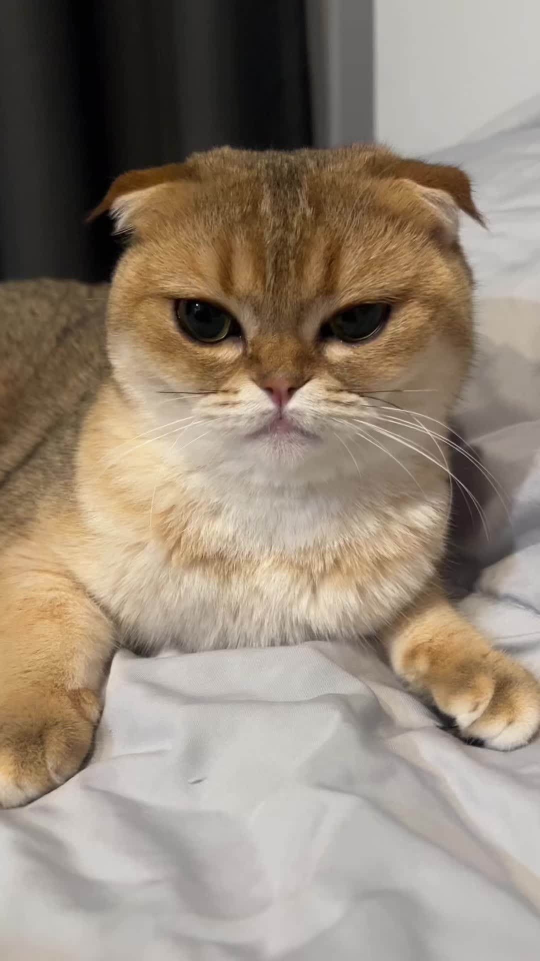 @ชิก้ามีน้องชื่อปลาเผา