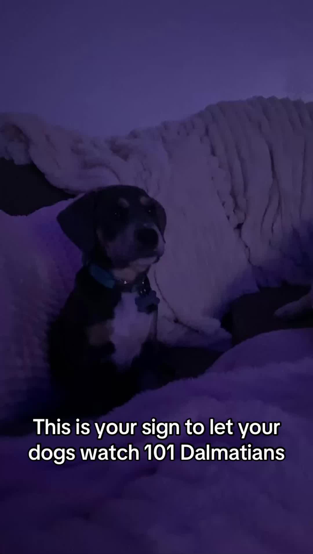 @Srt_Pay