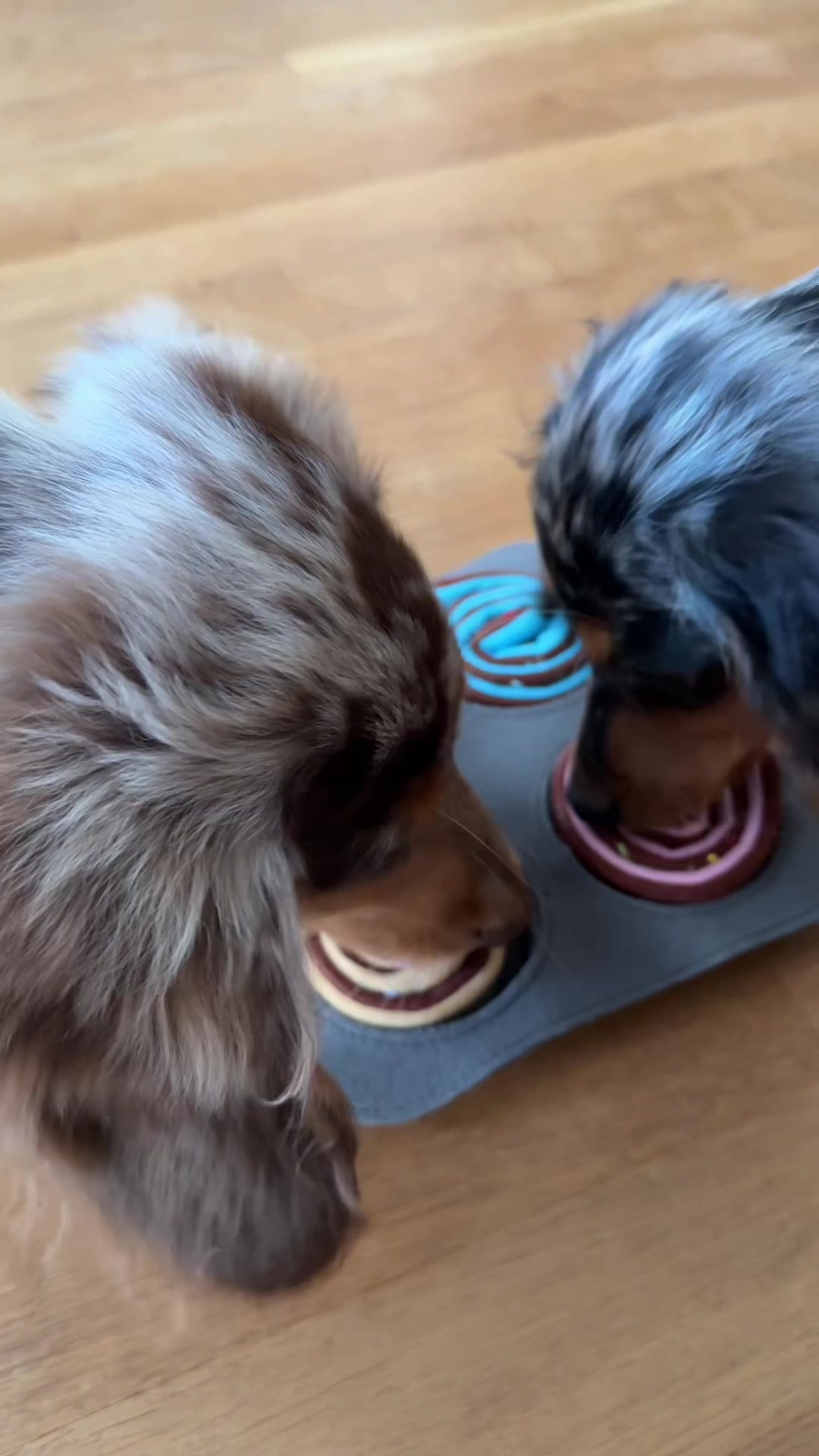 @Lio&Lou I Dachshund