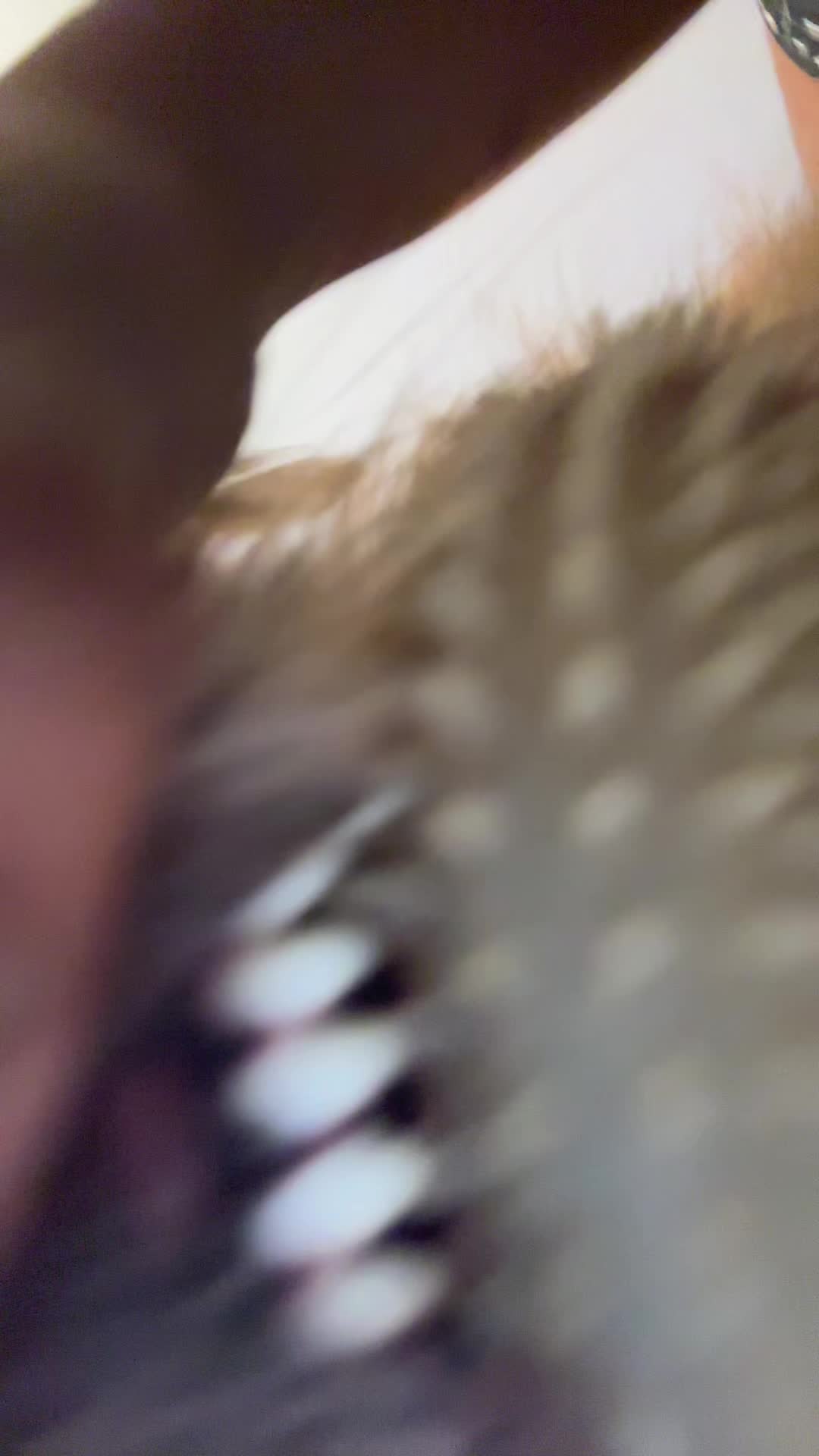 @vern3lla