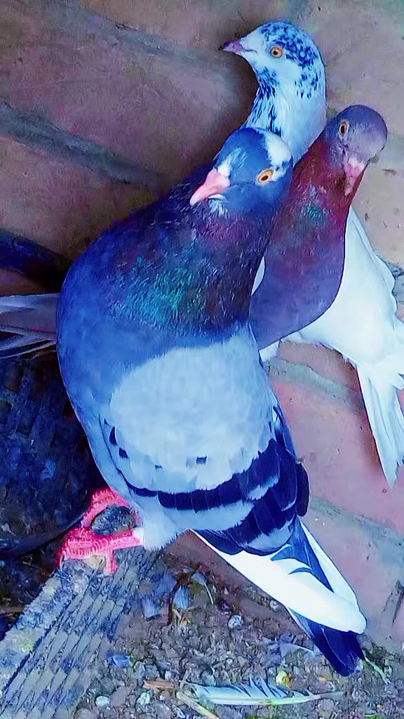 @Arslan Alvi 🇵🇰🇵🇰