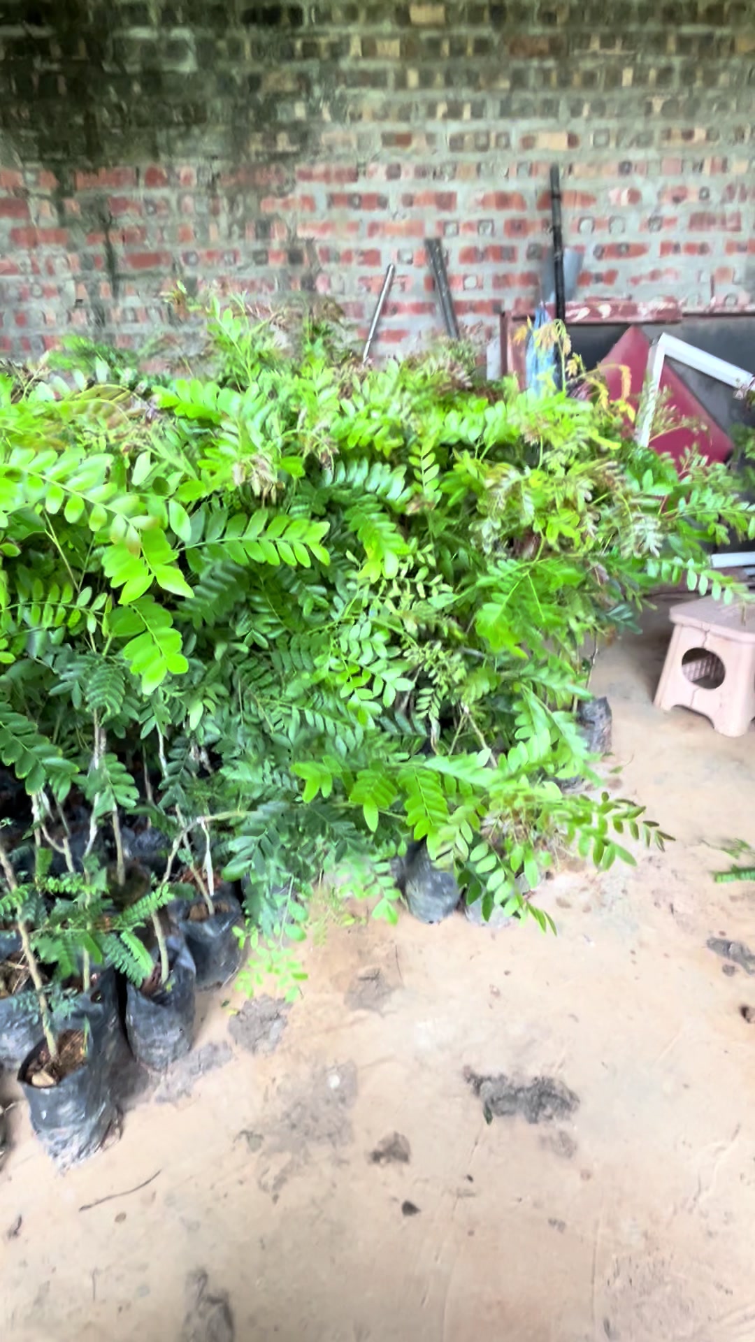 @Nh&agrave; Vườn Vũ Mai