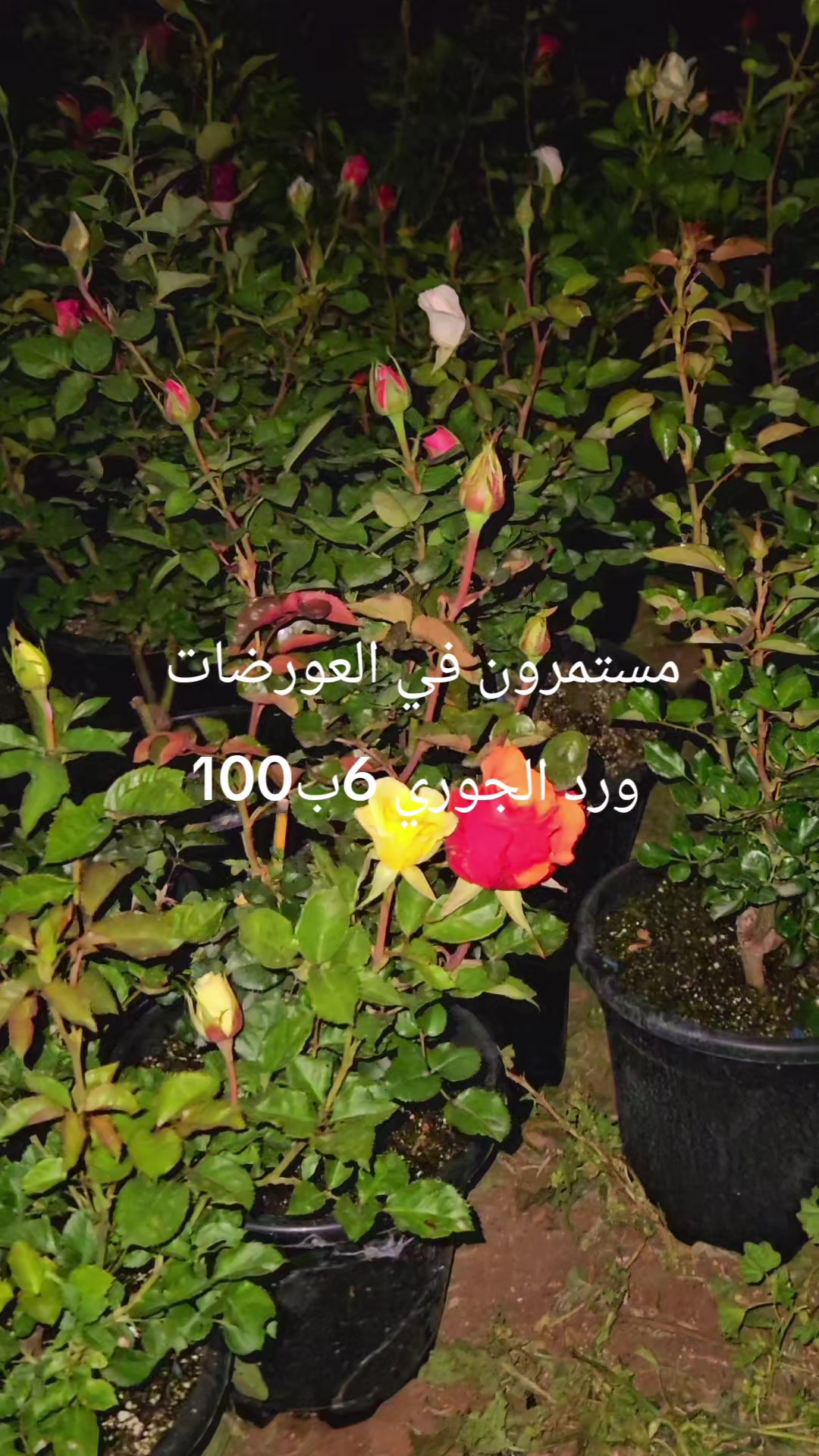 @مشتل الرماضين 0542100566