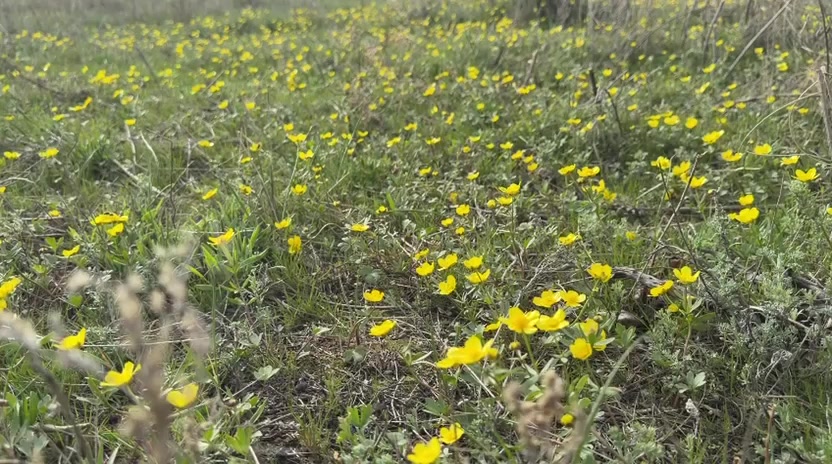 @Kazakhstan sila
