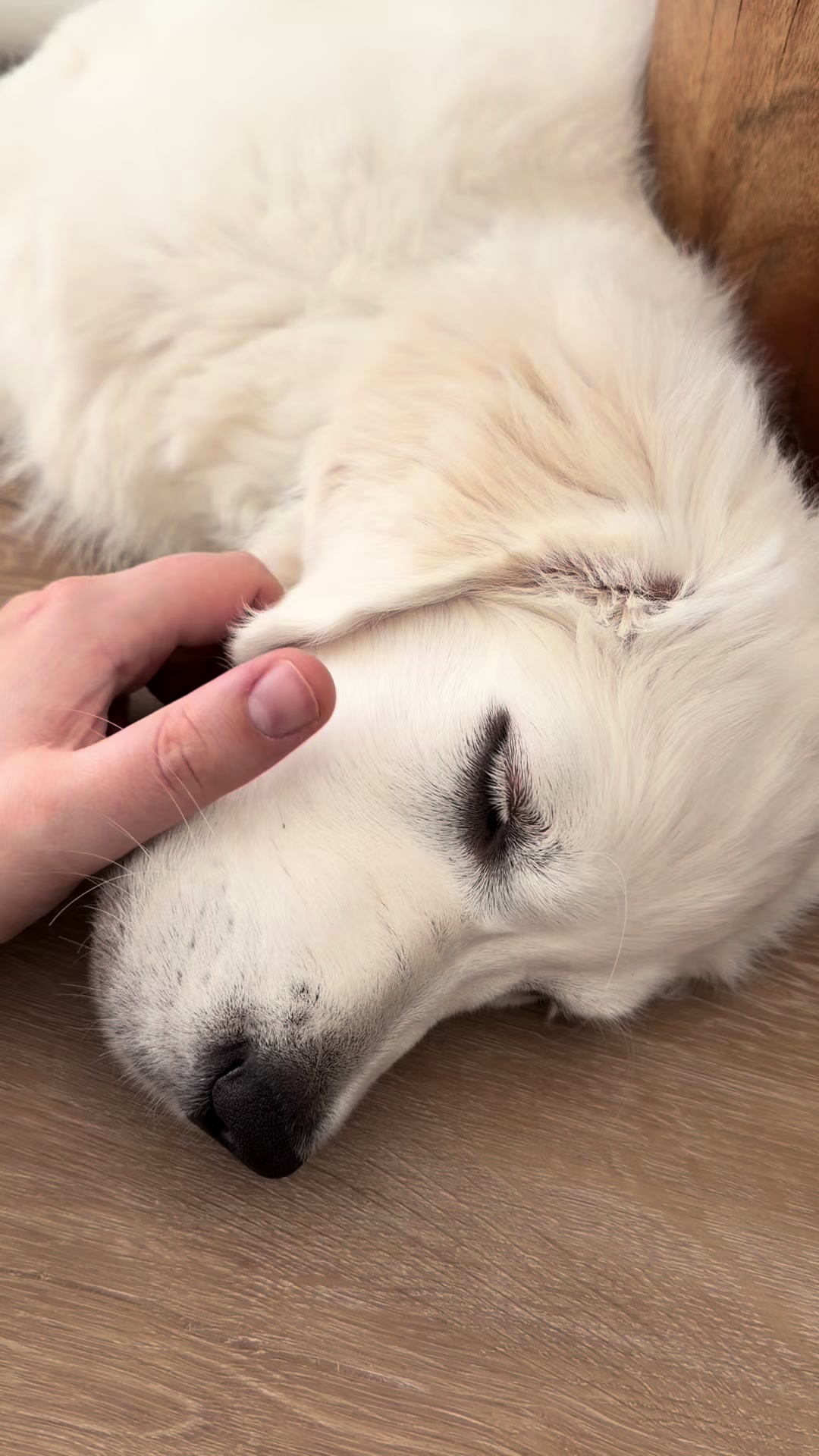 @Hiro 🐶