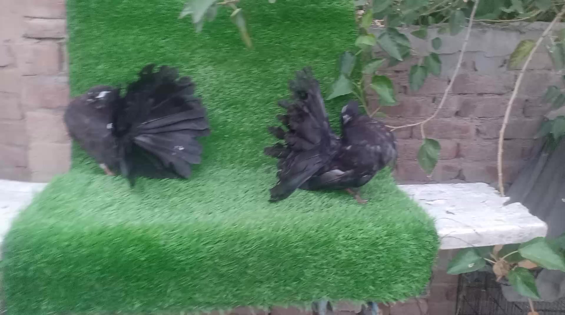 @royal birds