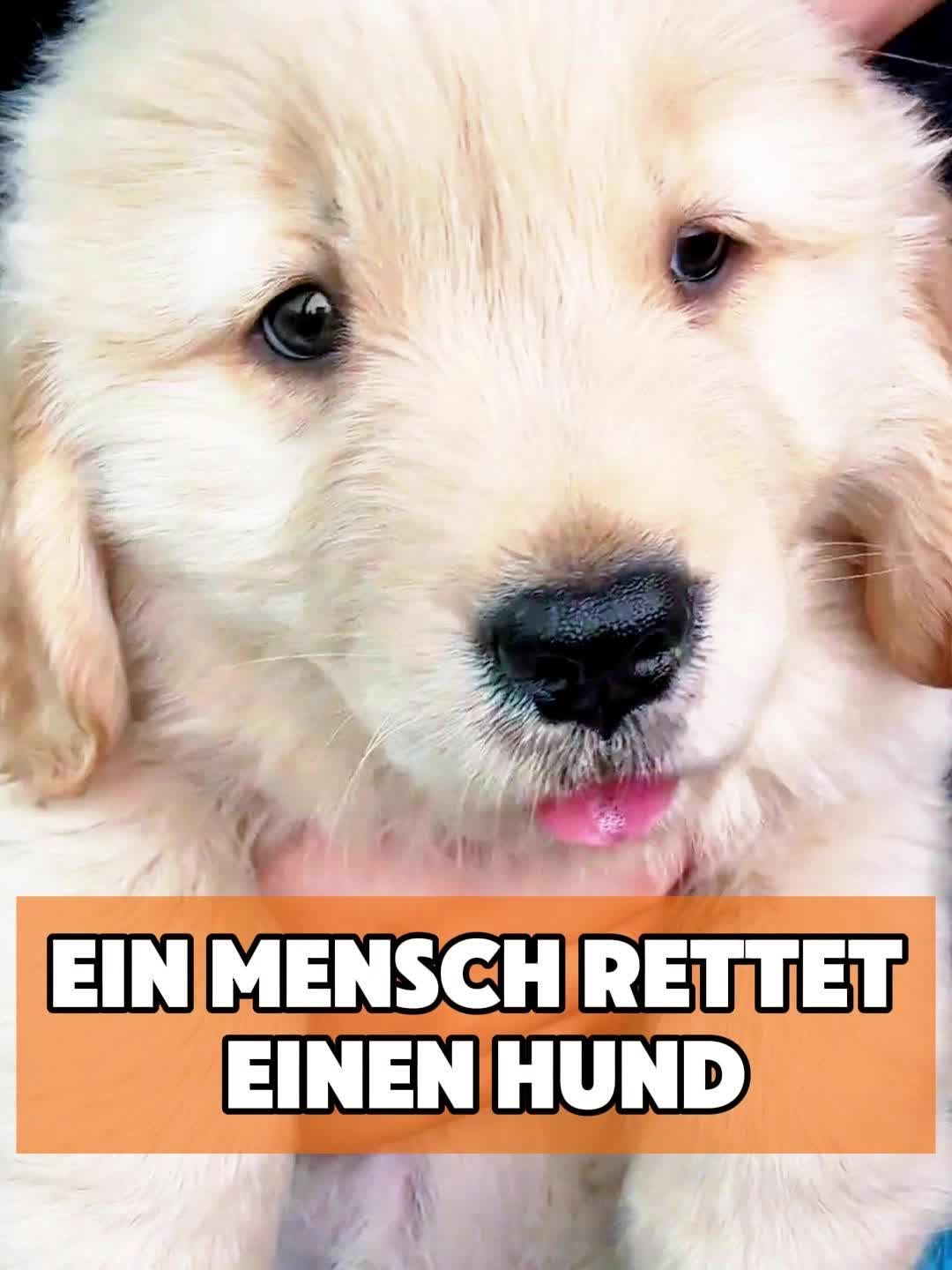 @toto_tier