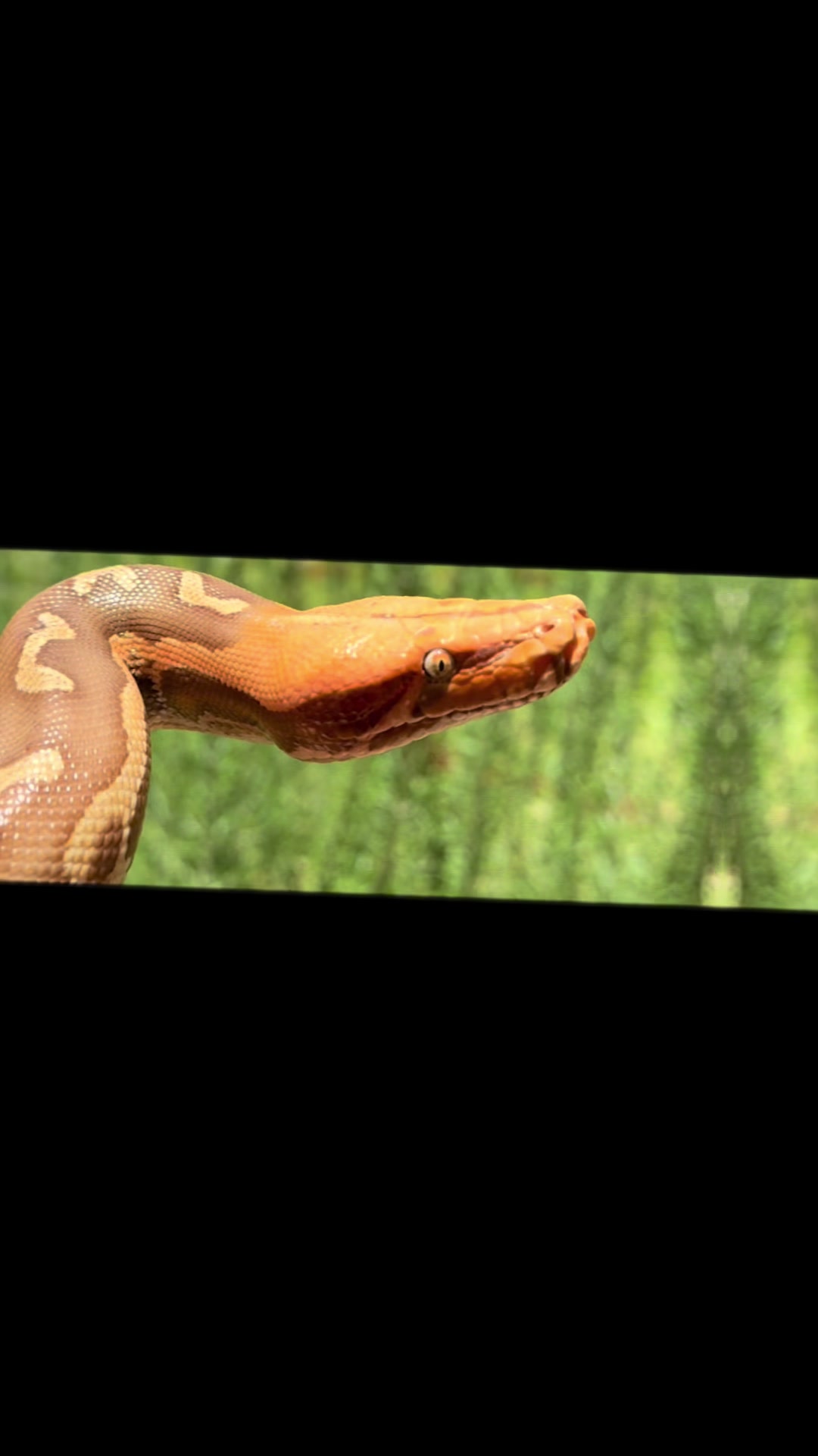 @BosaReptilez
