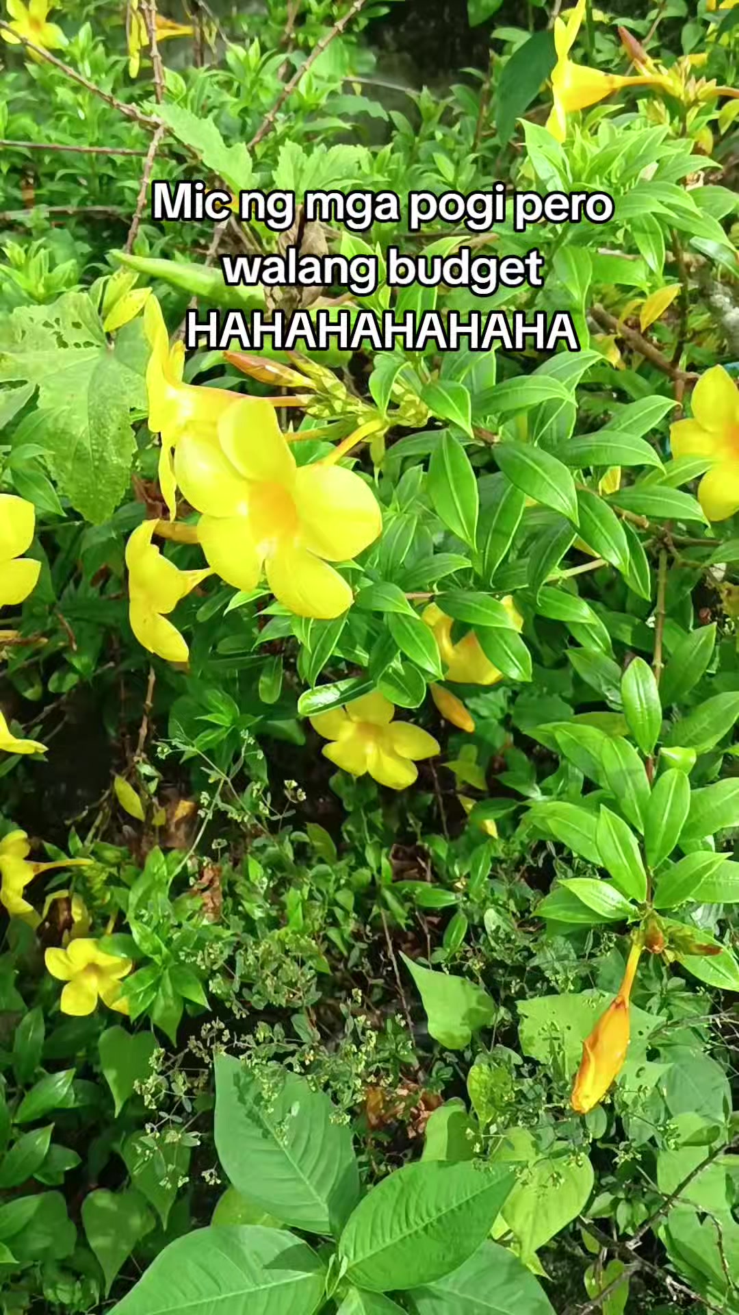 @Makoy na Koykoy 2