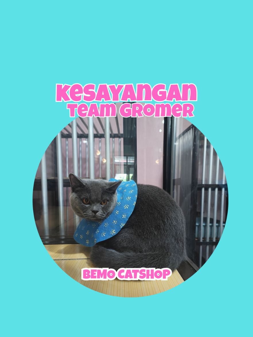 @Bemo Catshop