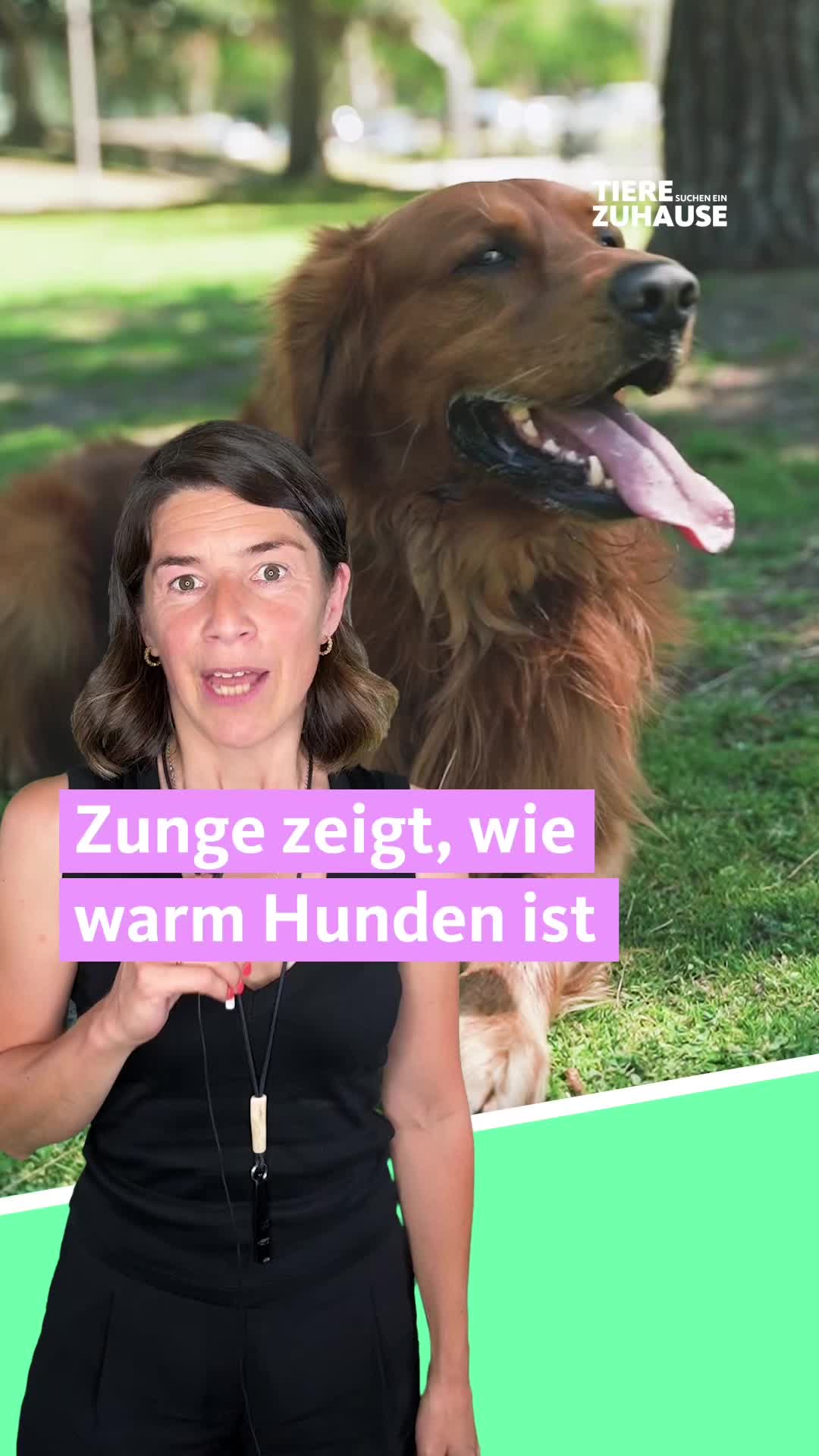 @Tiere suchen ein Zuhause