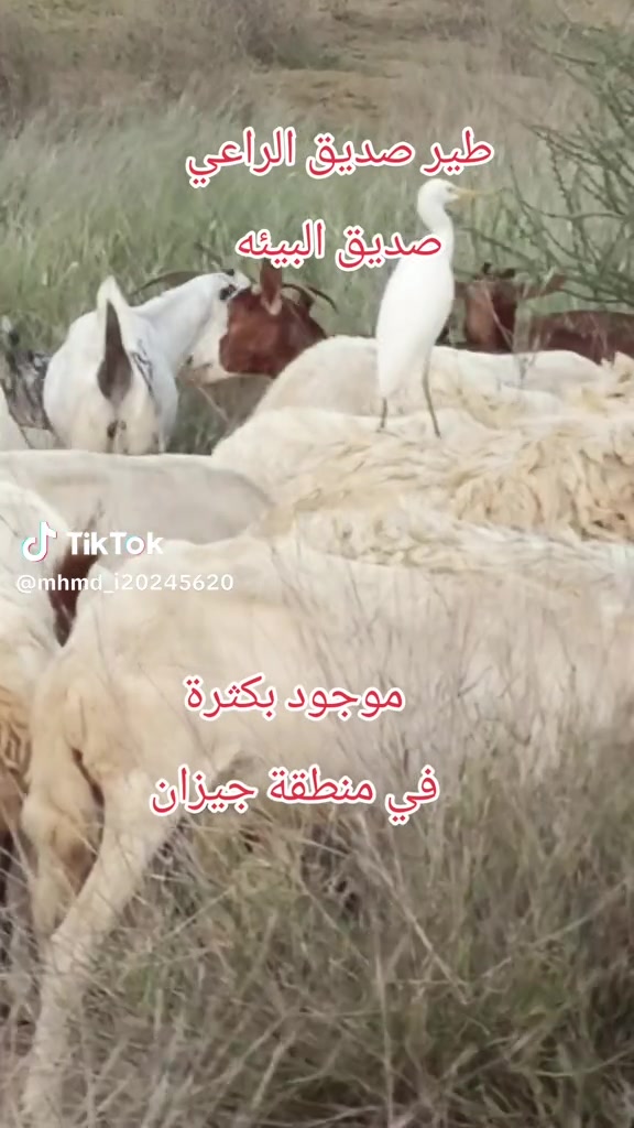 @mohamed_ksa0