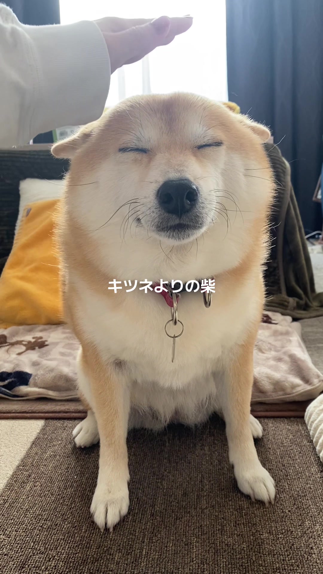 @こむぎといなり