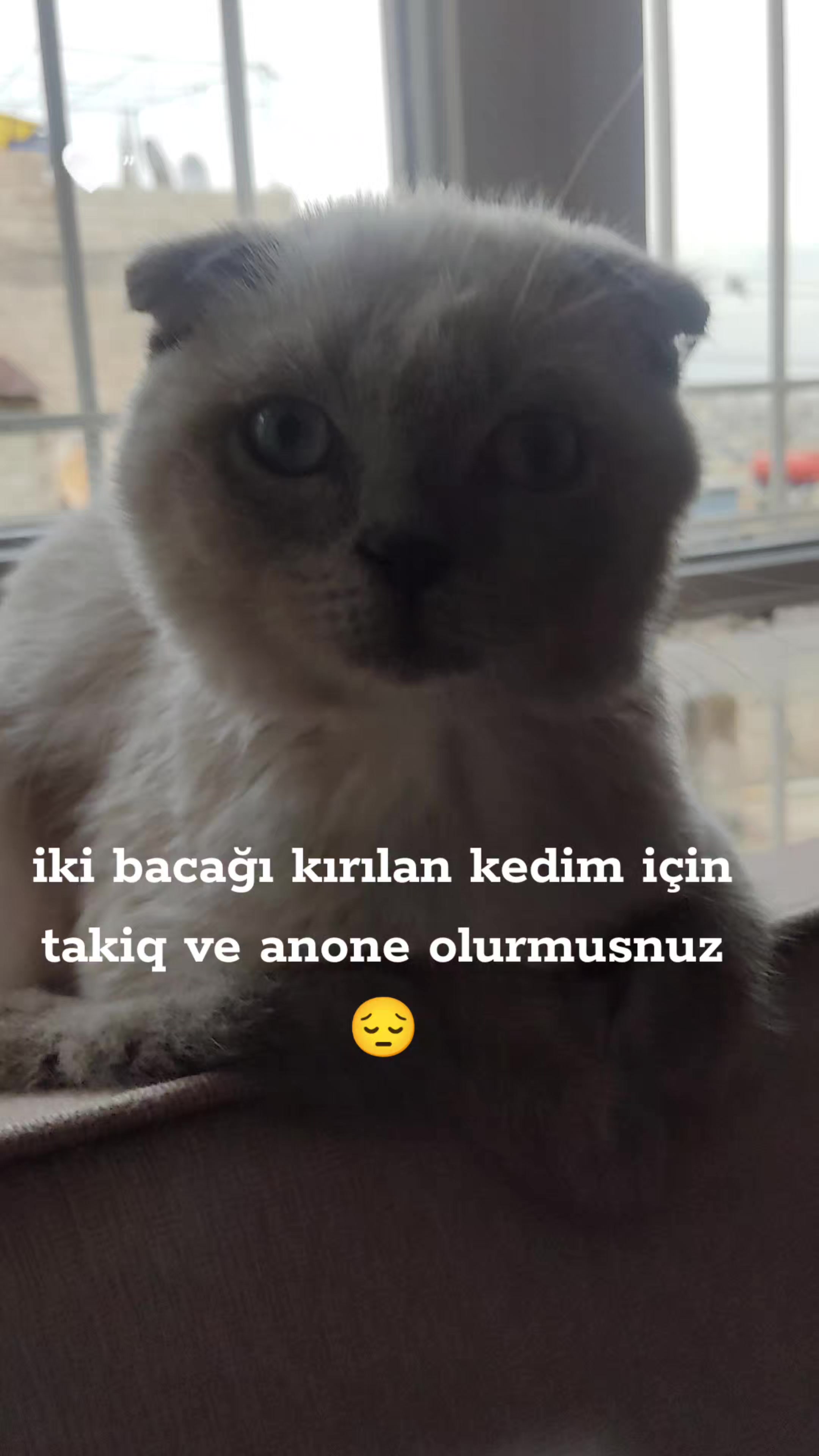 @Mehmet🐺