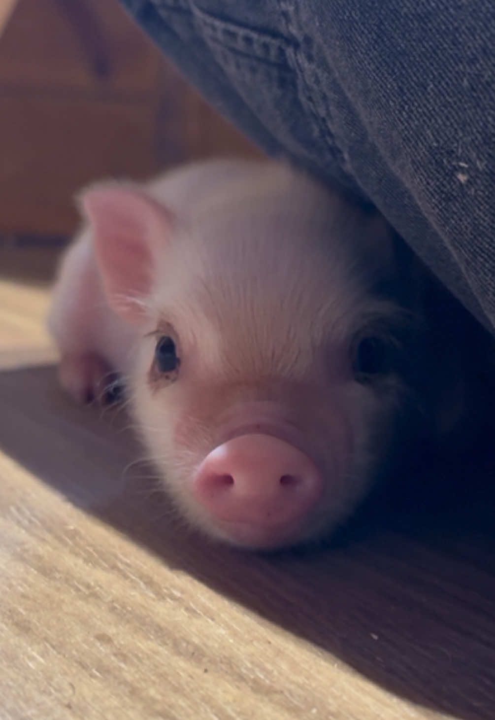@pignic