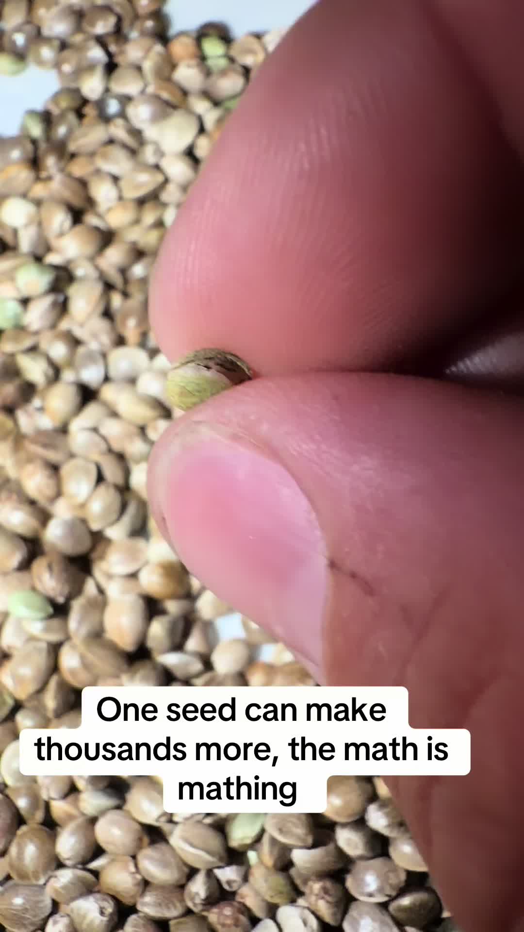 @SEEDTIVA