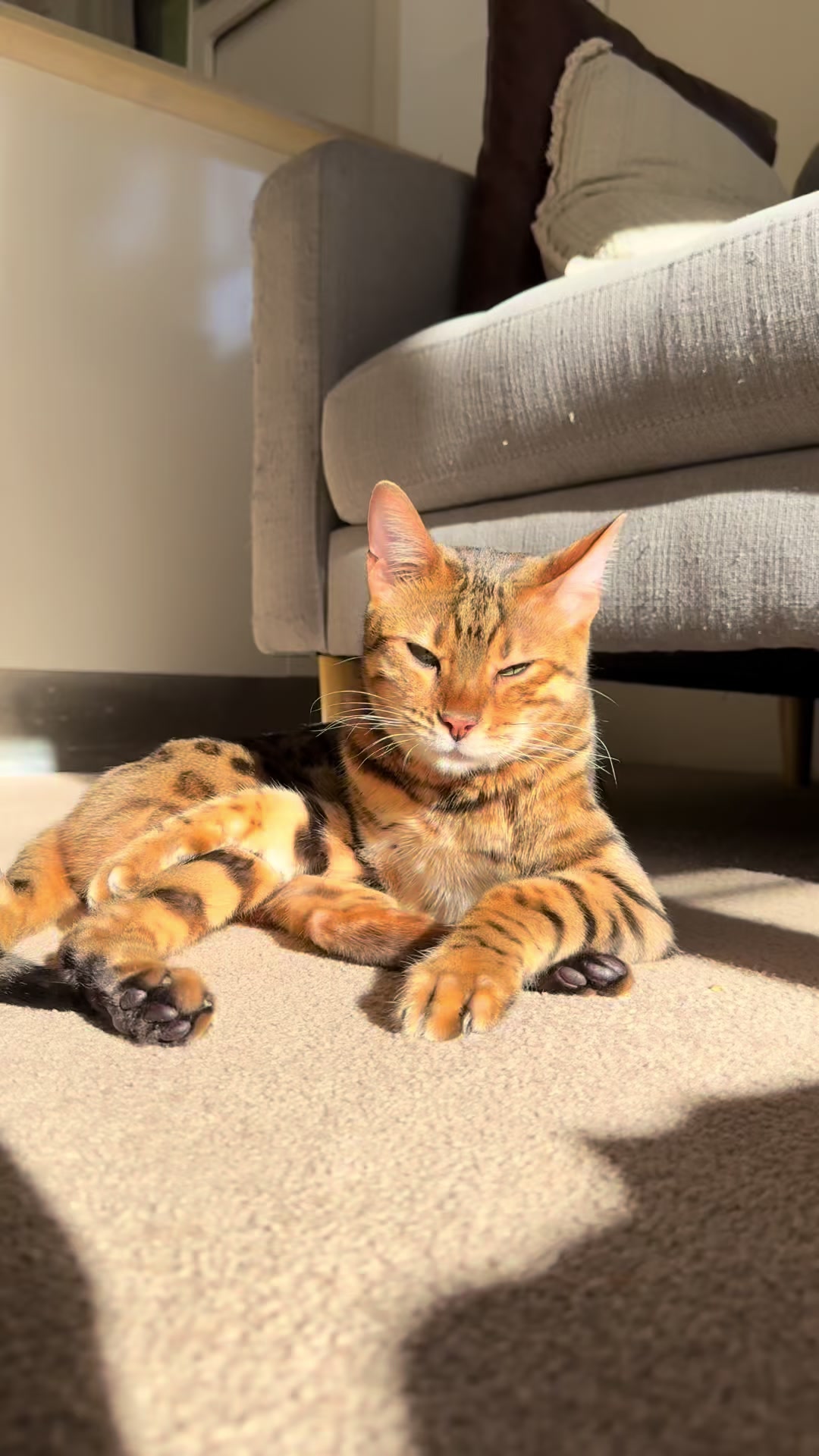 @mitmitcats