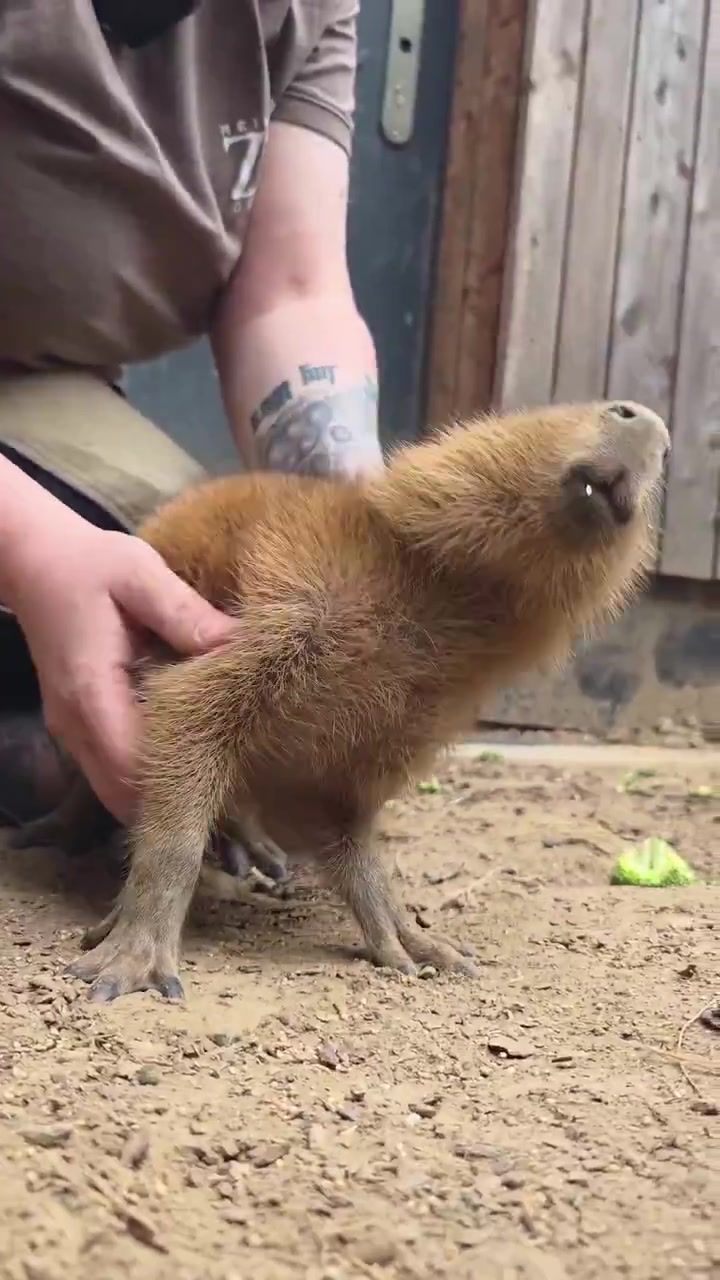 @Capybarabaramedia