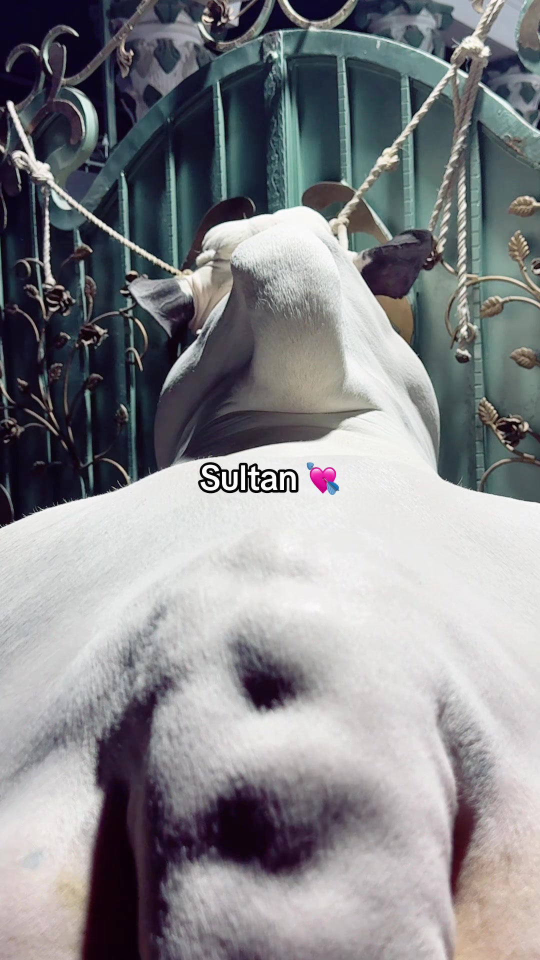 @Sheikh Moaeed &spades;️