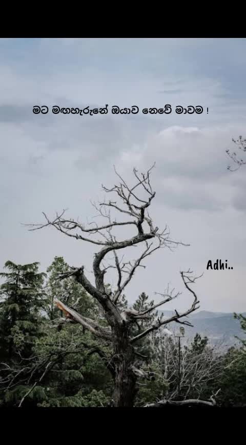 @`ოȏ̈ȏ̈ᖙሃ´🐝