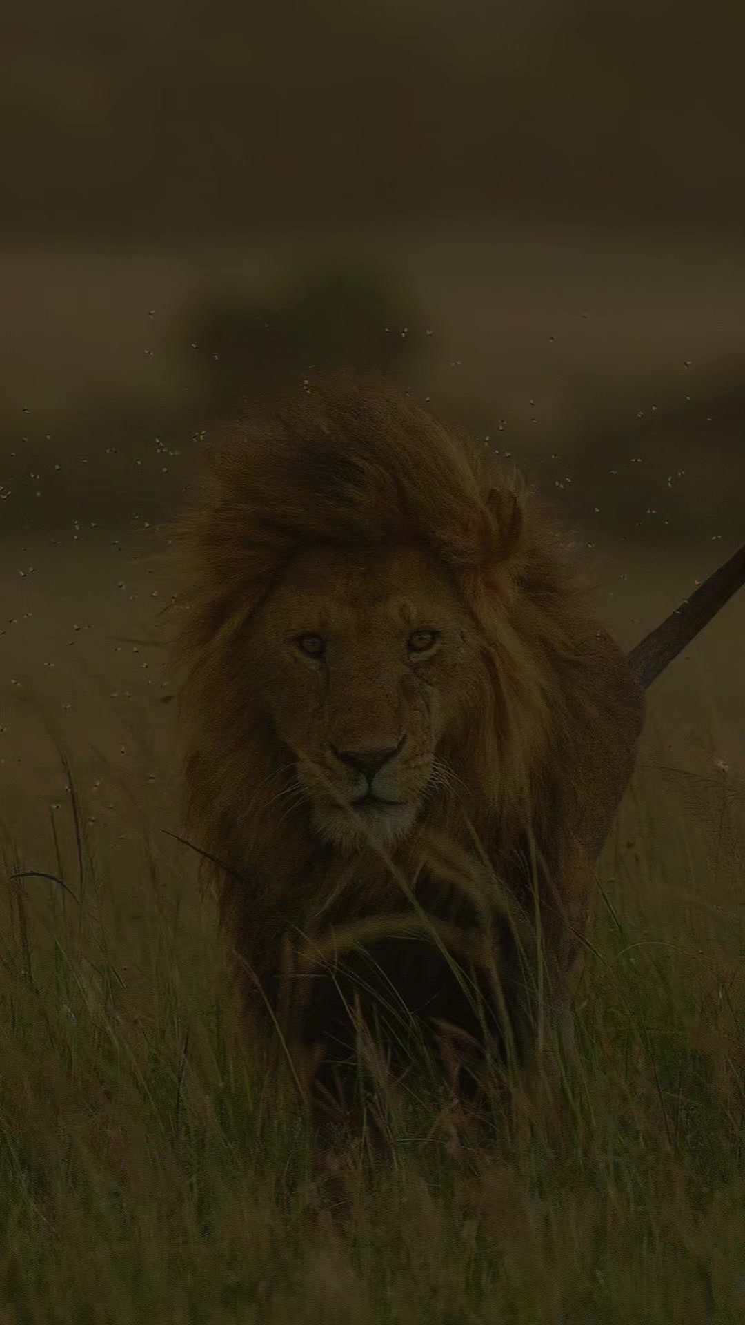 @lion_world5
