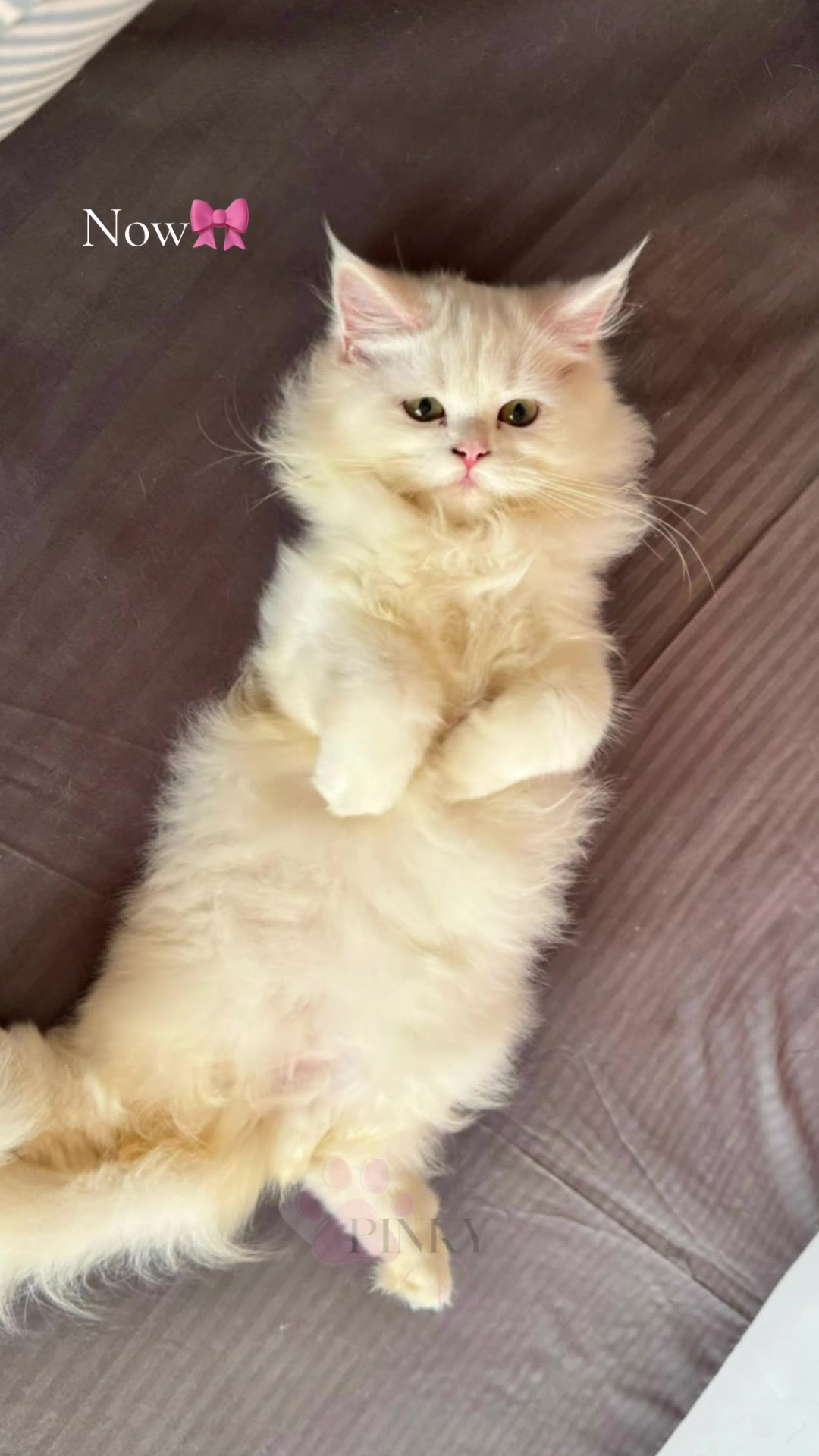 @Pinky Paws