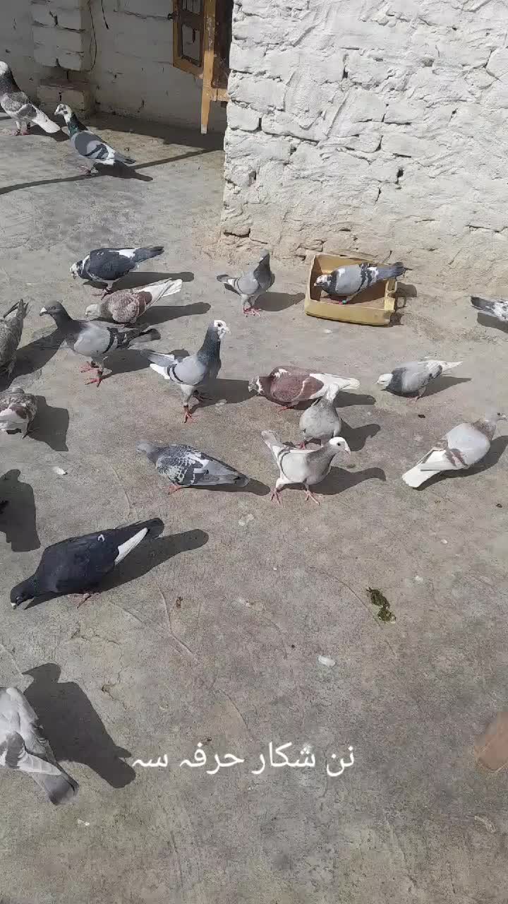 @chamanjanshoukmallroade