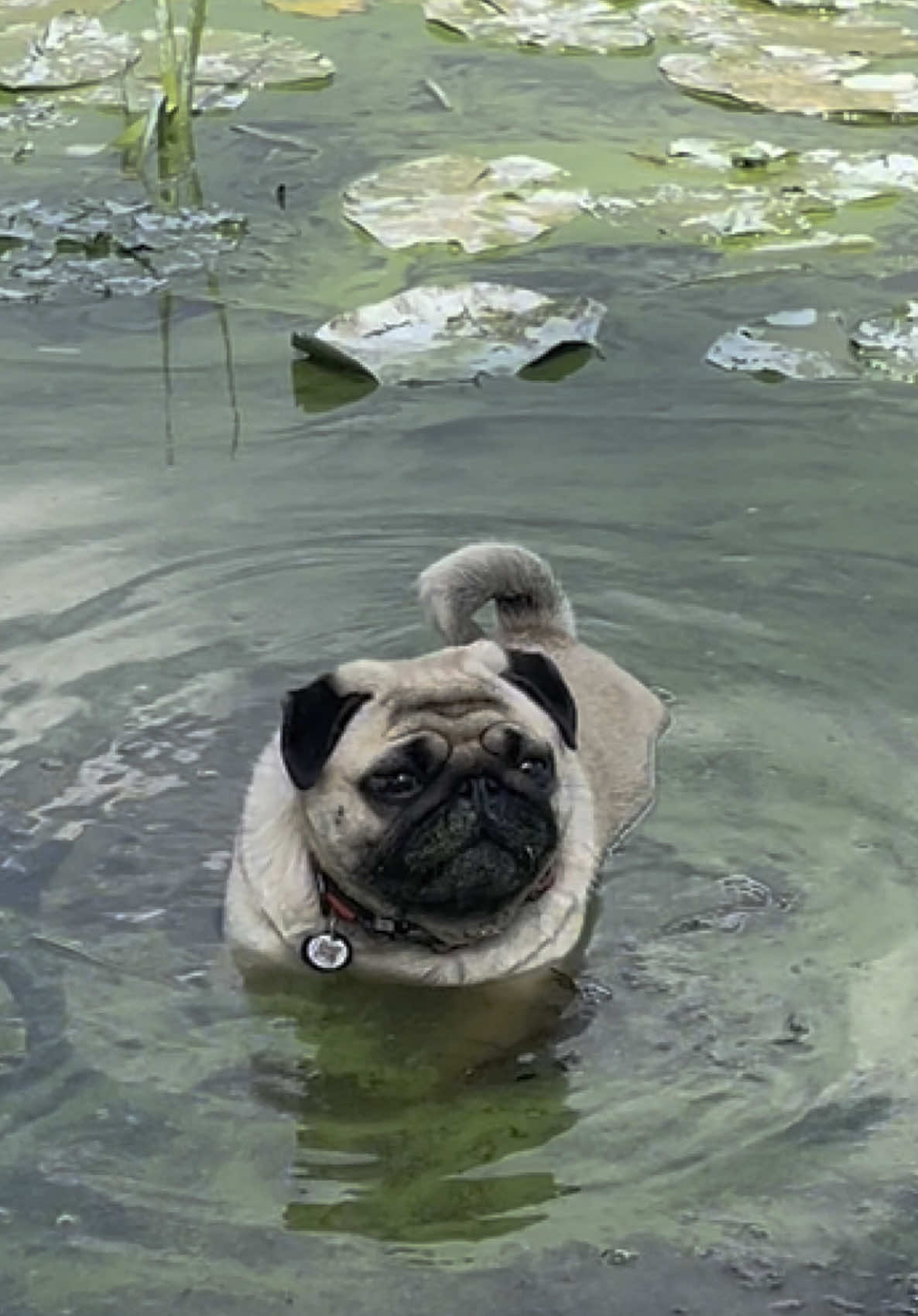 @Pug_bulka