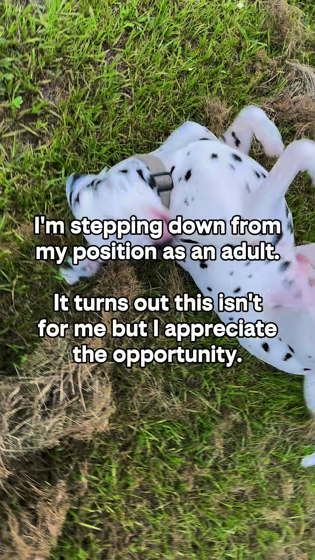 @Spottedchaos