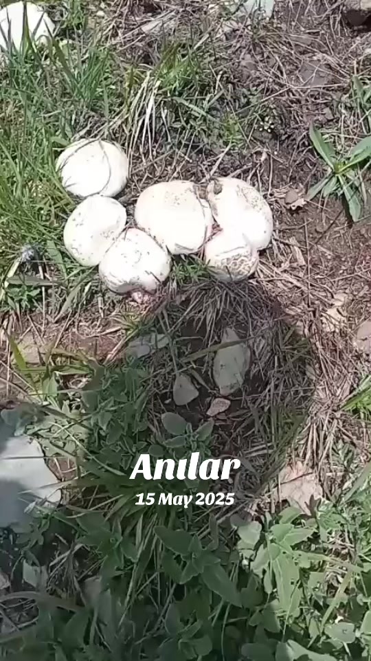 @🌼Çiçek🌼