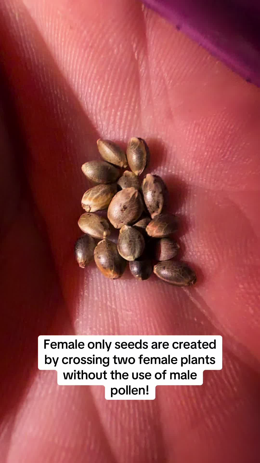 @SEEDTIVA