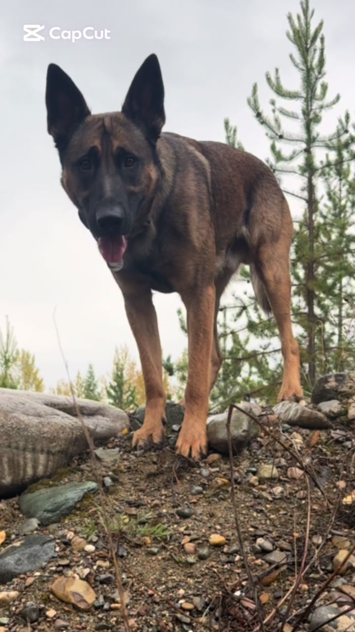 @Kodas World- Ari and Koda 🇨🇦